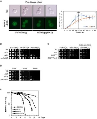 Corrigendum: The intricate role of Sir2 in oxidative stress response during the post-diauxic phase in Saccharomyces cerevisiae